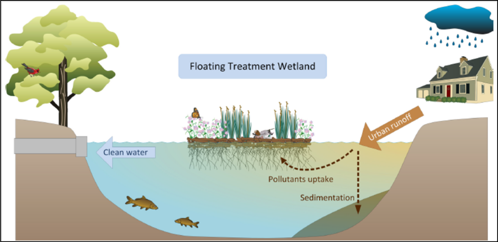 floating wetland graphic.png